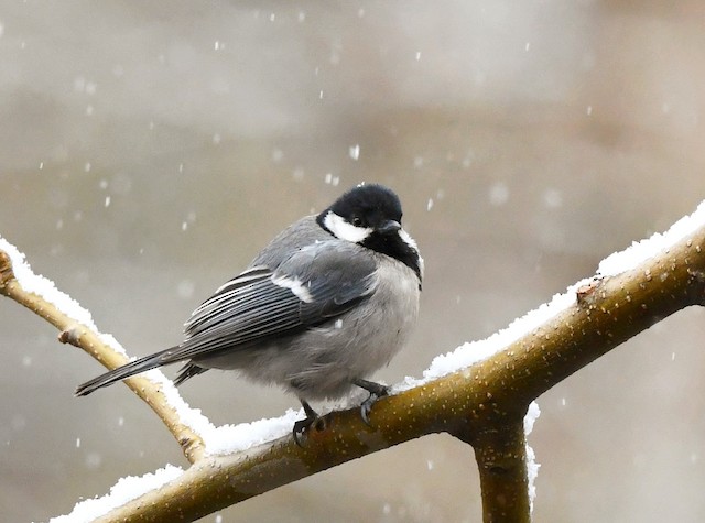 Adult lateral view (subspecies <em class="SciName notranslate">intermedius</em>). - Great Tit - 