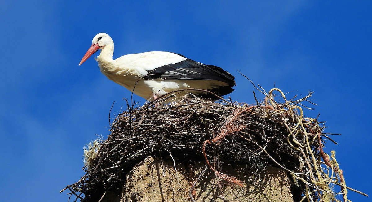 White Stork - Mario Alonso