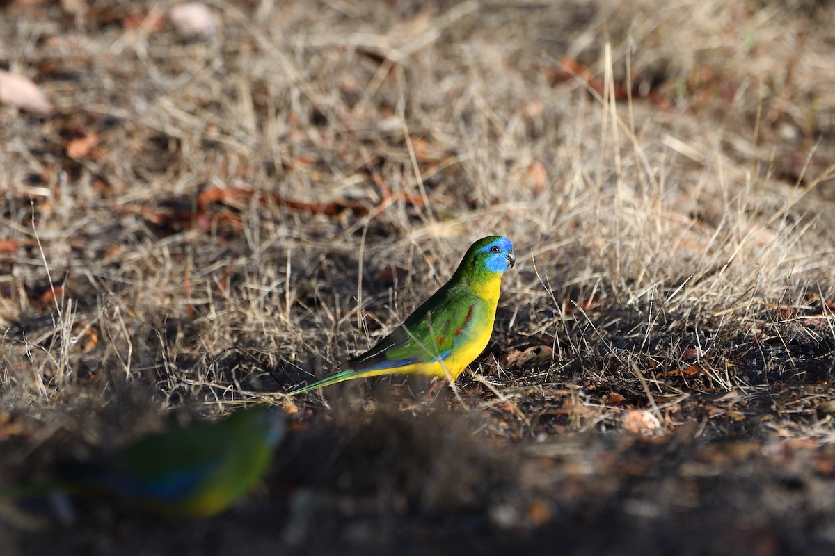 Turquoise Parrot - ML615289465