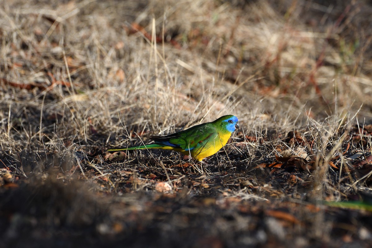 Turquoise Parrot - ML615289467