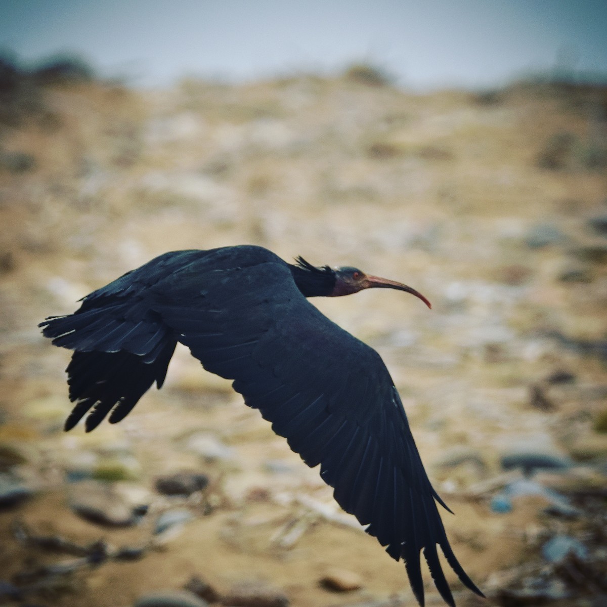 ibis skalní - ML615289666