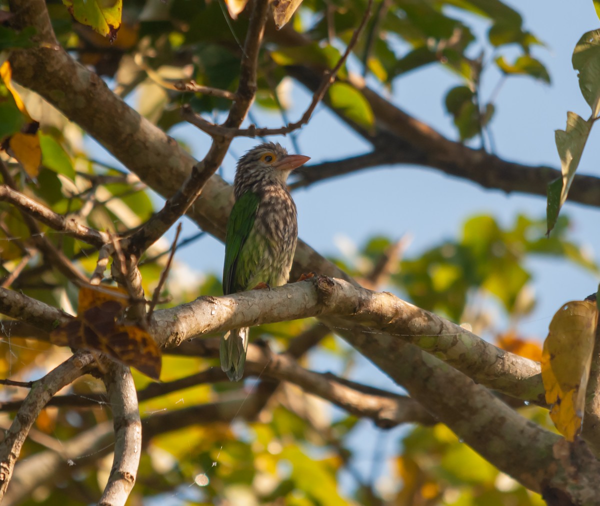 Lineated Barbet - ML615289727