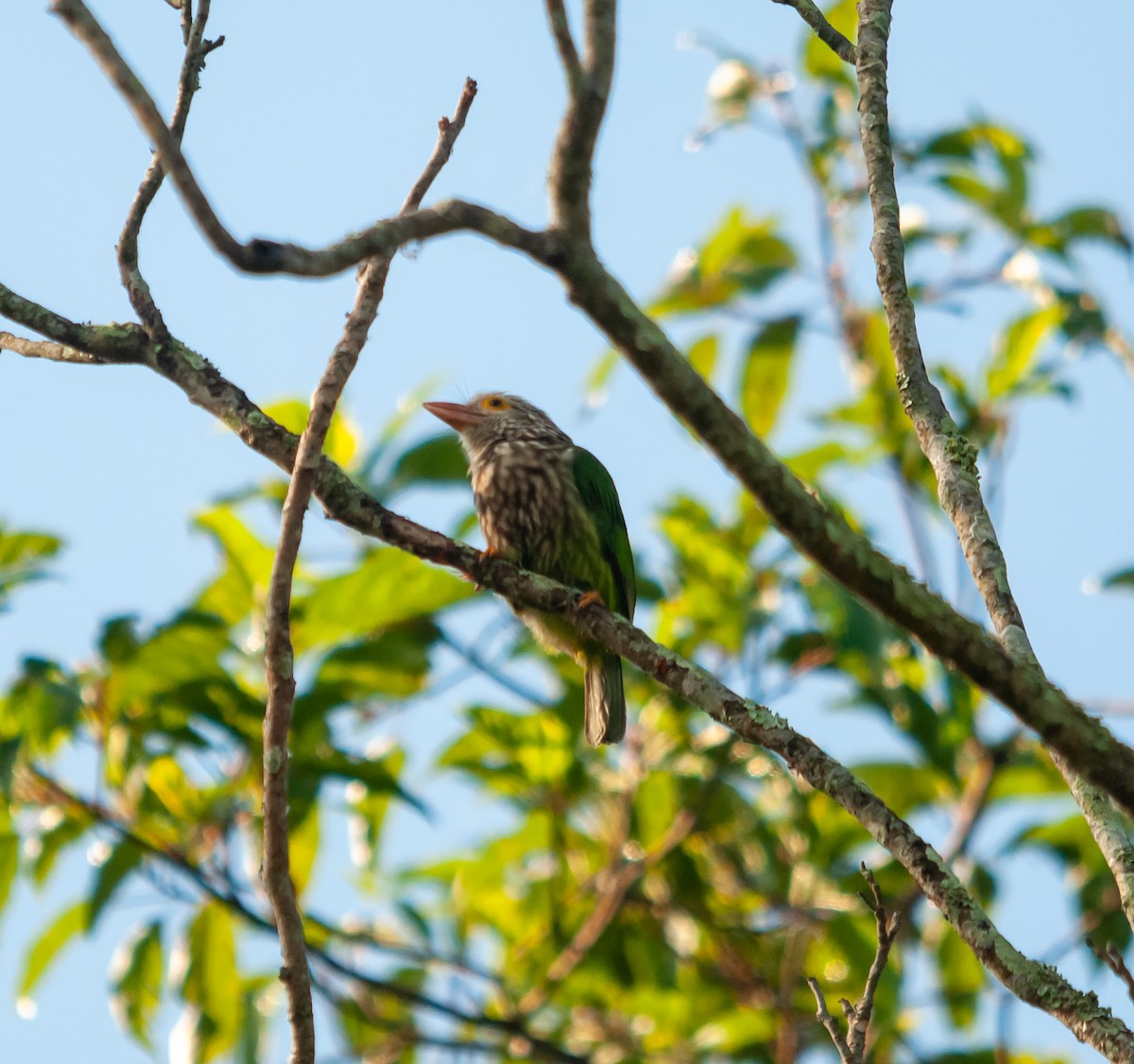 Lineated Barbet - ML615289728