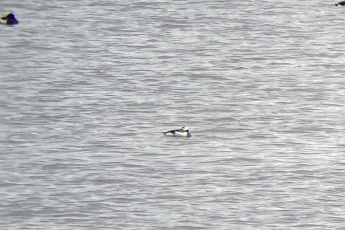 Long-tailed Duck - ML615290014