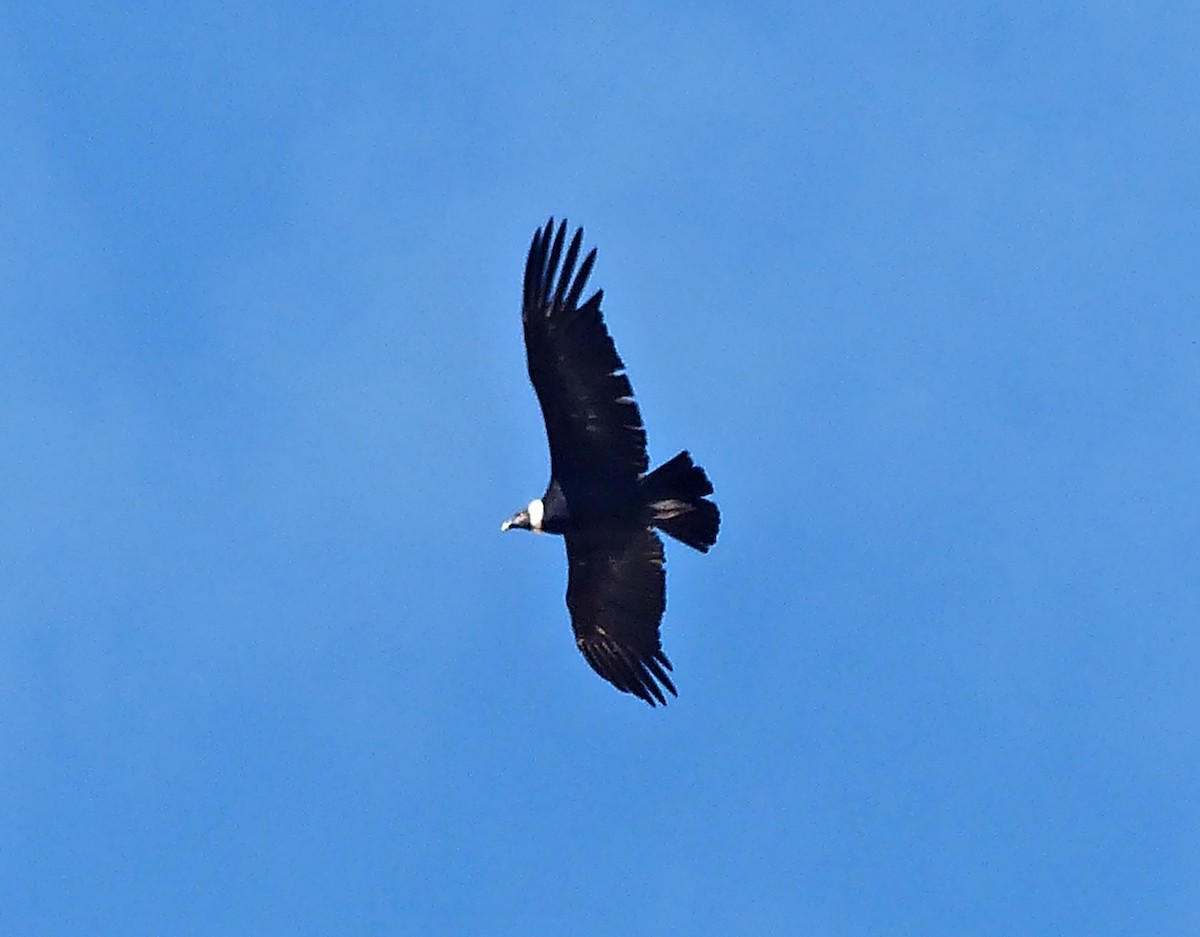 Andean Condor - ML615290091