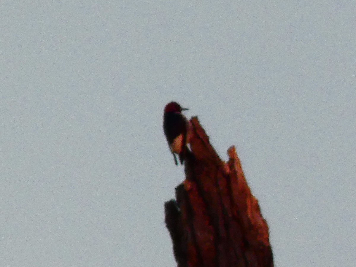Red-headed Woodpecker - ML615290129