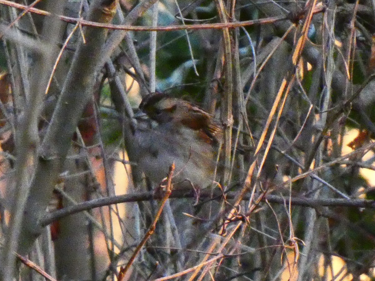 White-throated Sparrow - ML615290133