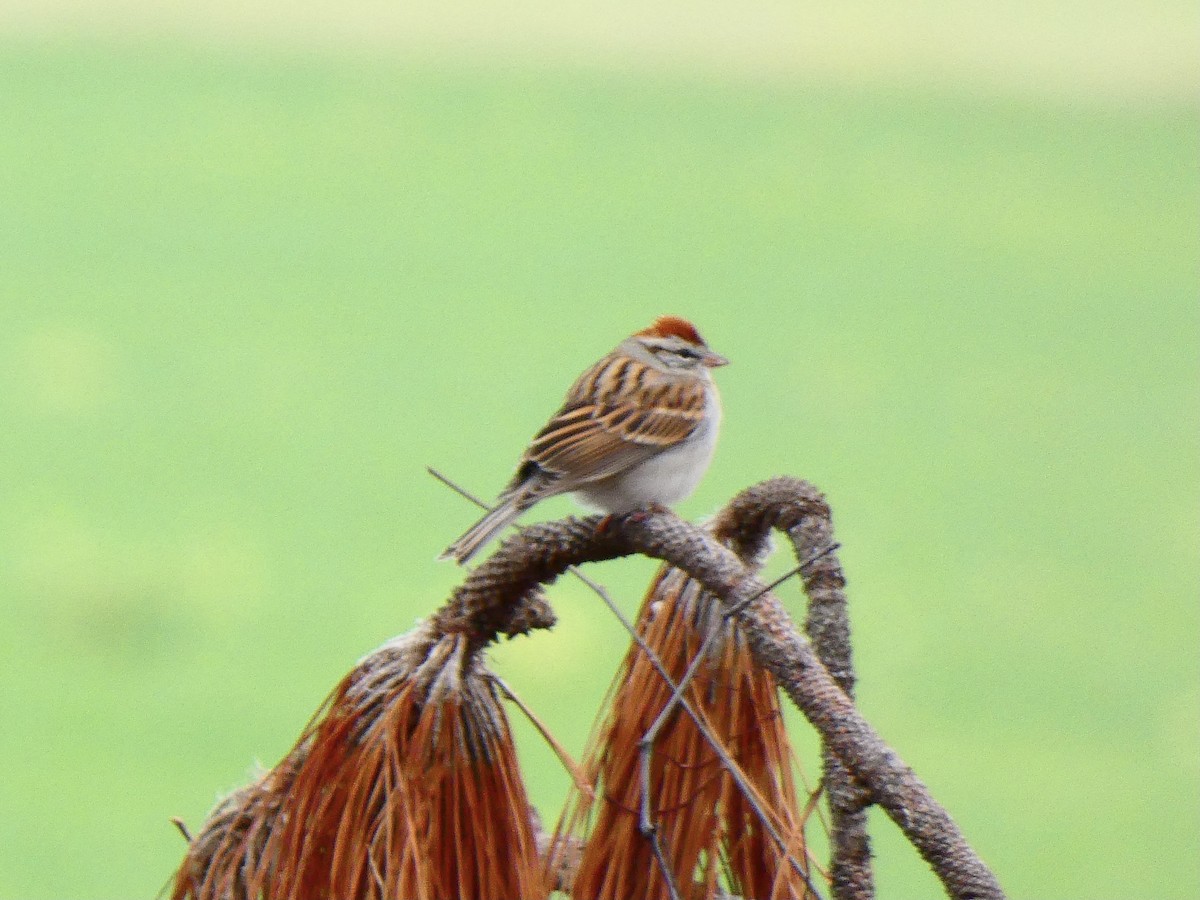 Chipping Sparrow - Eric Plage