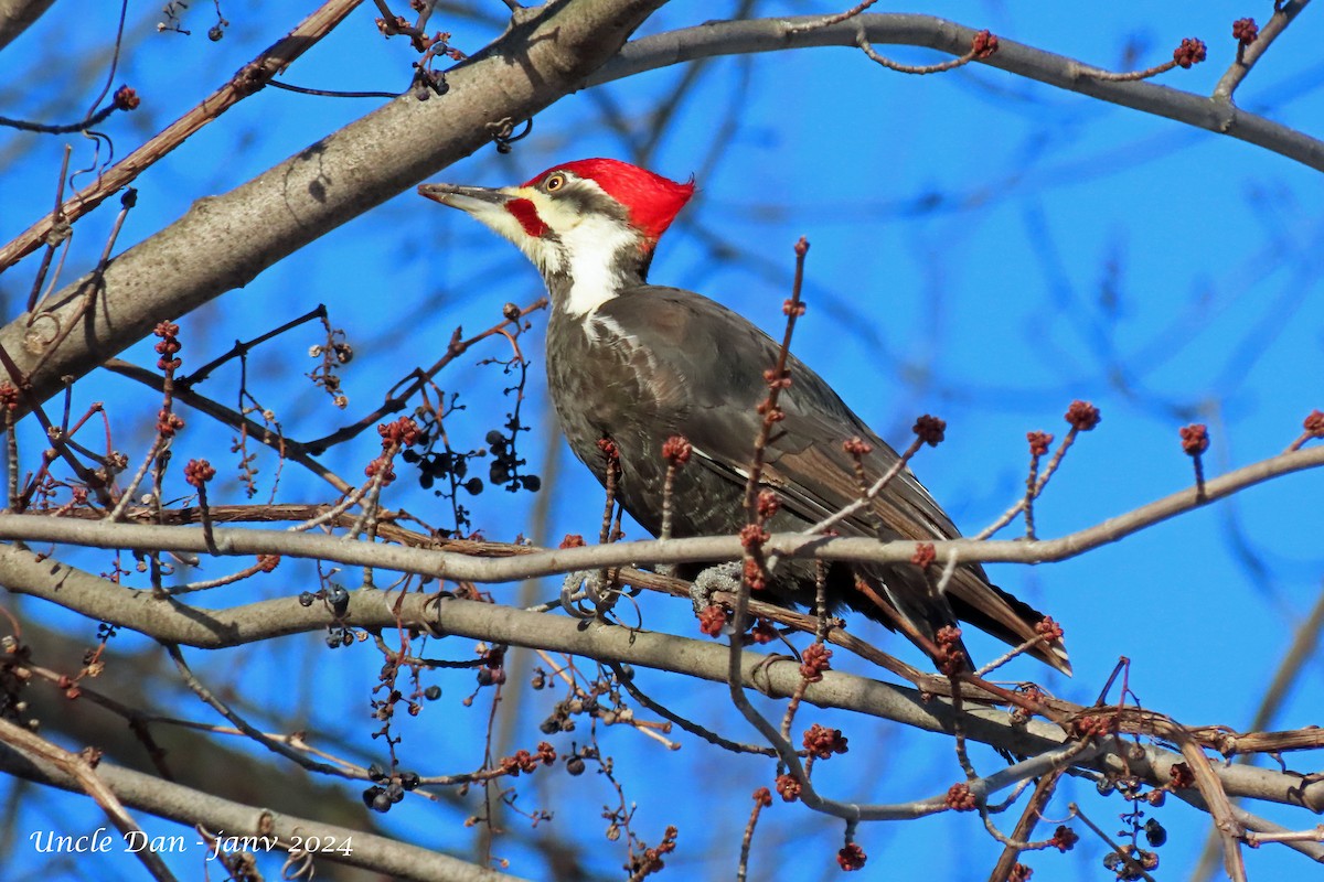 Pileated Woodpecker - ML615290501