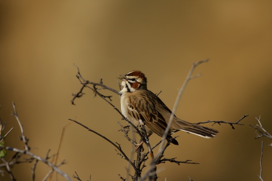 Lark Sparrow - Eli Philip