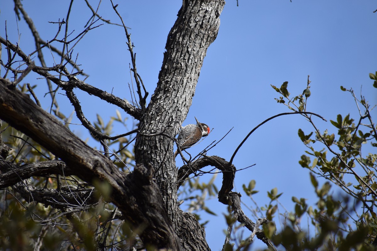 Arizona Woodpecker - ML615290821