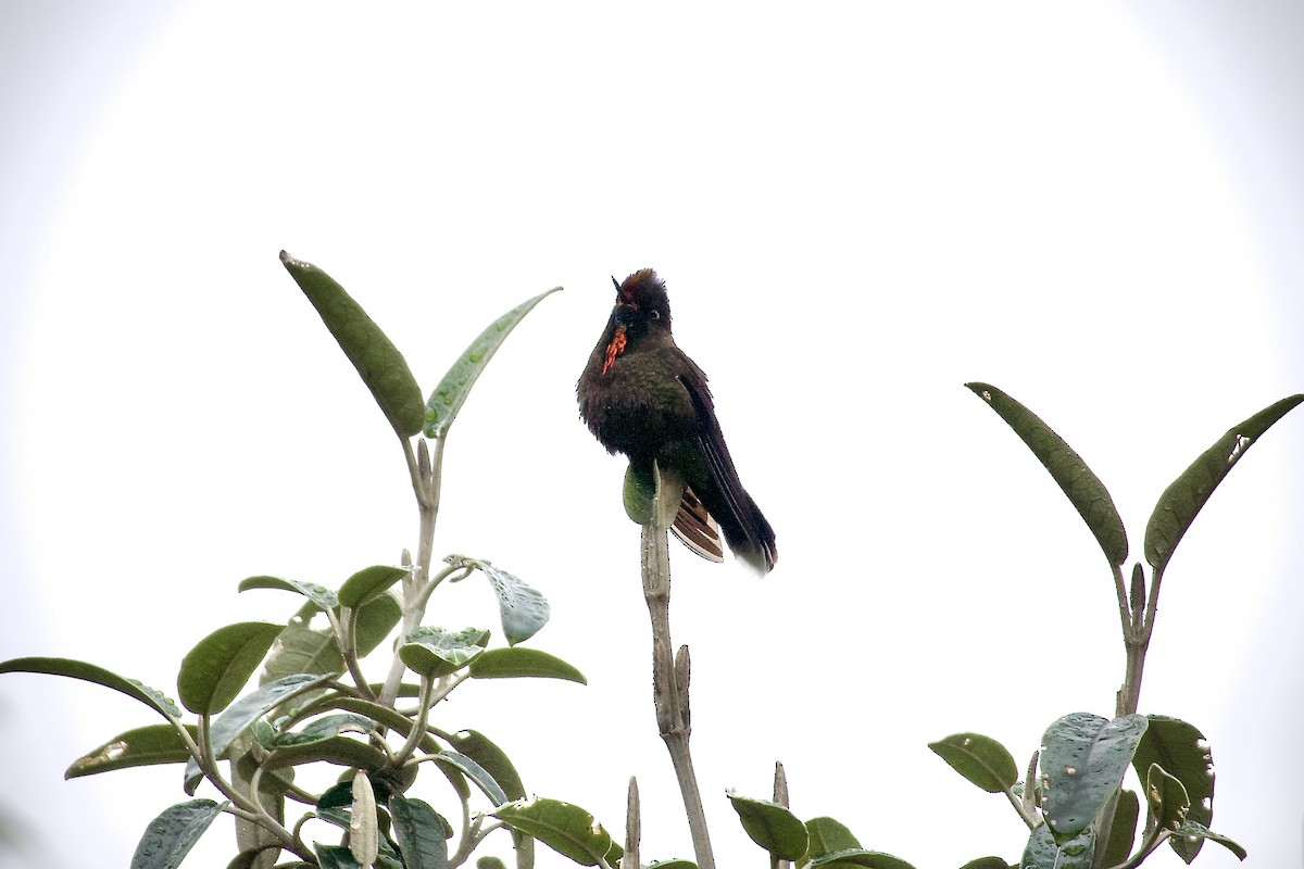 kolibřík Herranův - ML615290871