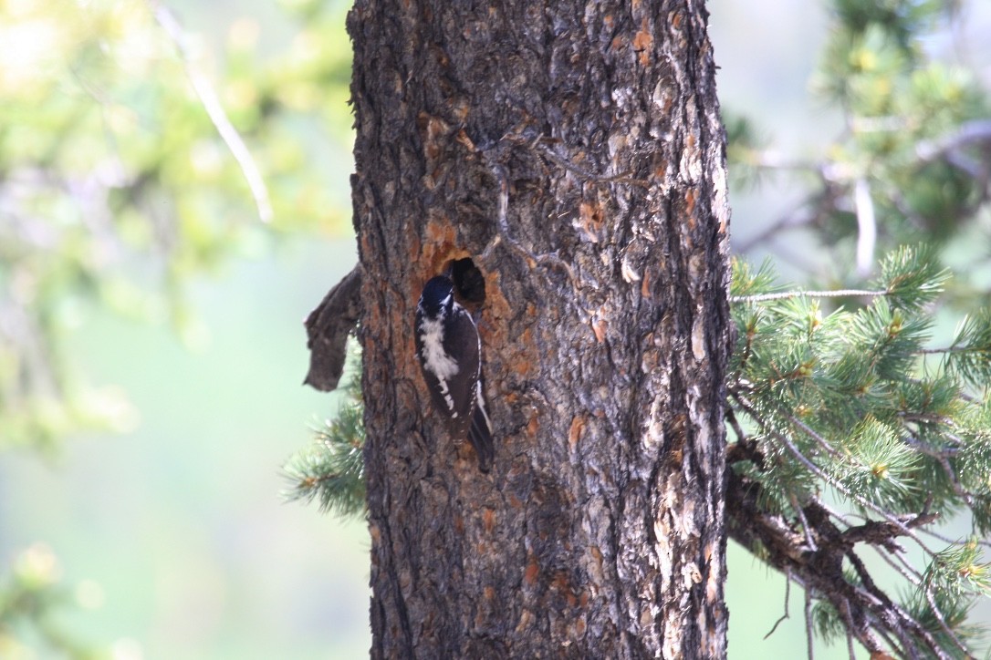 American Three-toed Woodpecker (Rocky Mts.) - ML615290913