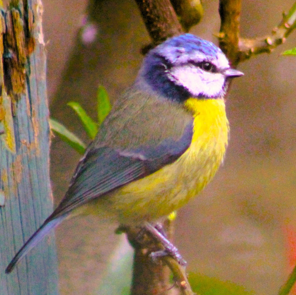 Great Backyard Bird Count Checklist 19 Feb 2024 Hazelwood 11