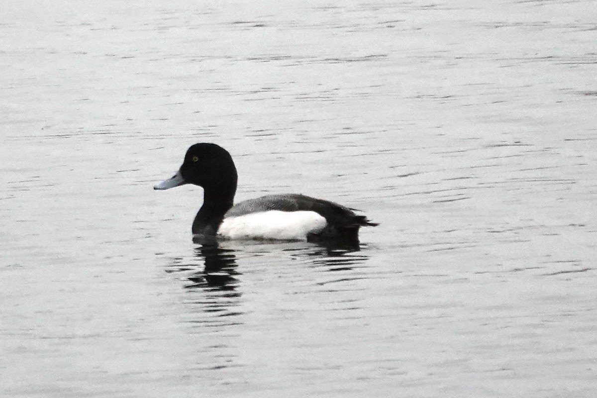 Greater Scaup - ML615291308