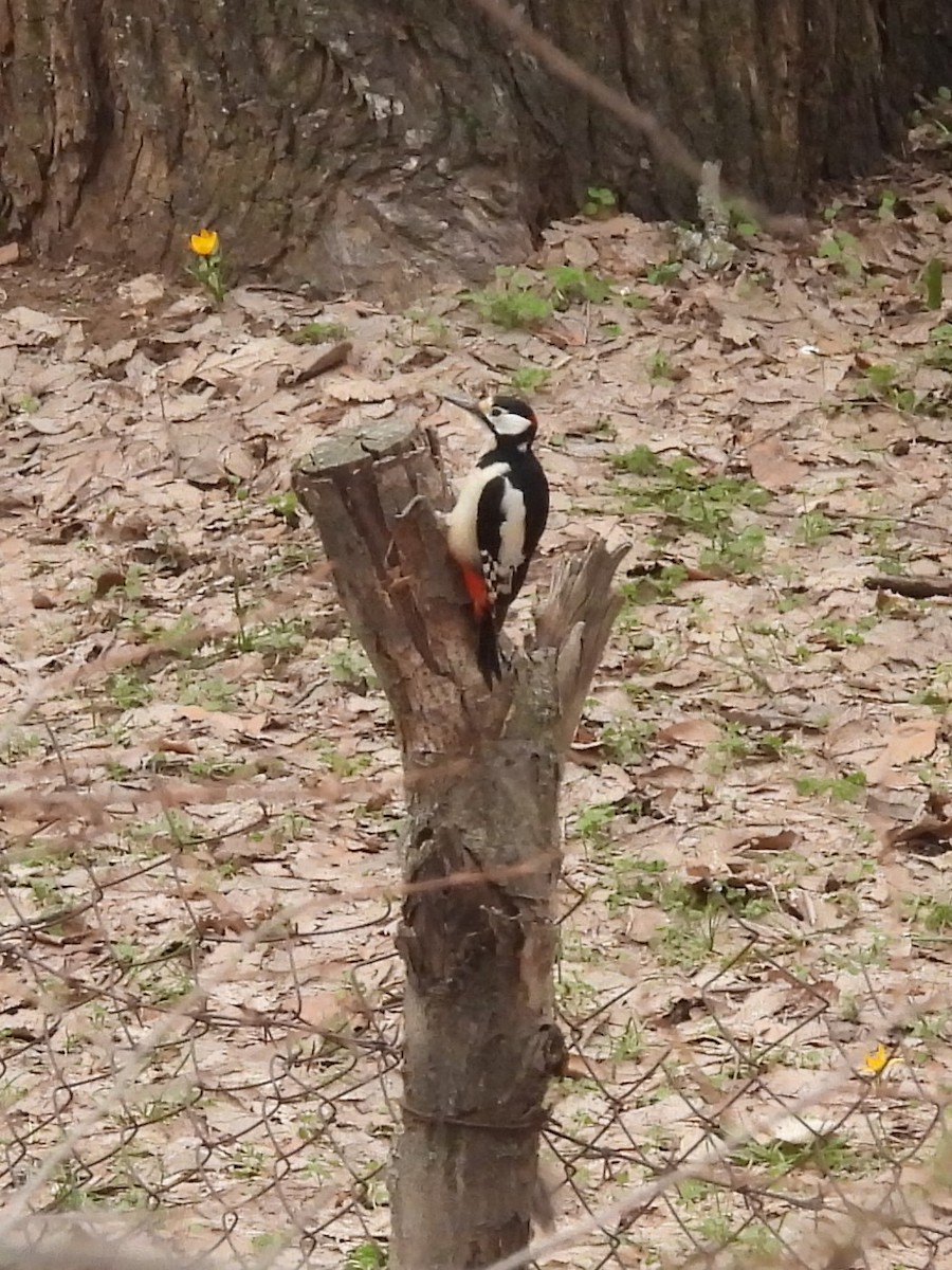 White-winged Woodpecker - ML615291372