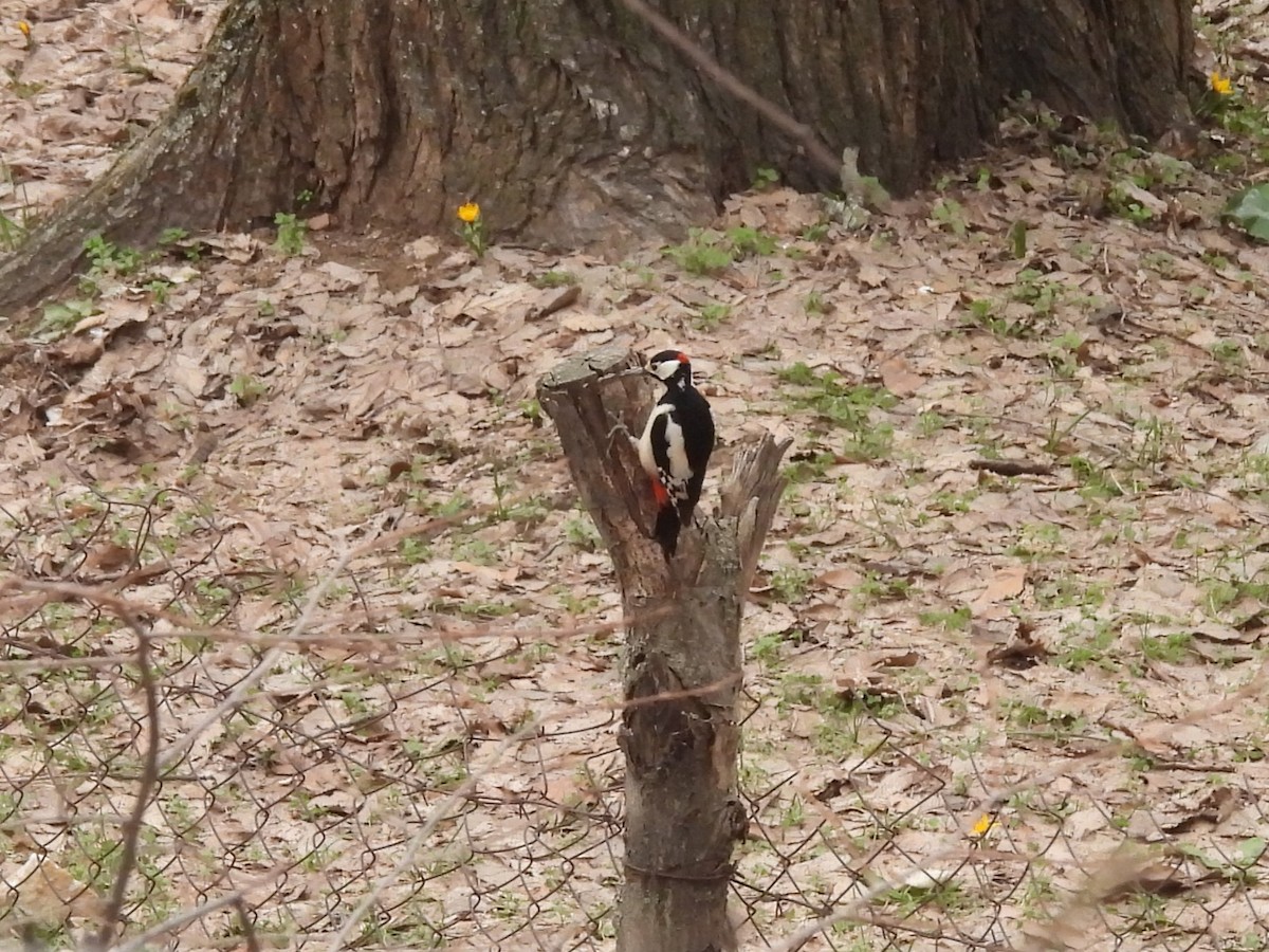 White-winged Woodpecker - ML615291373