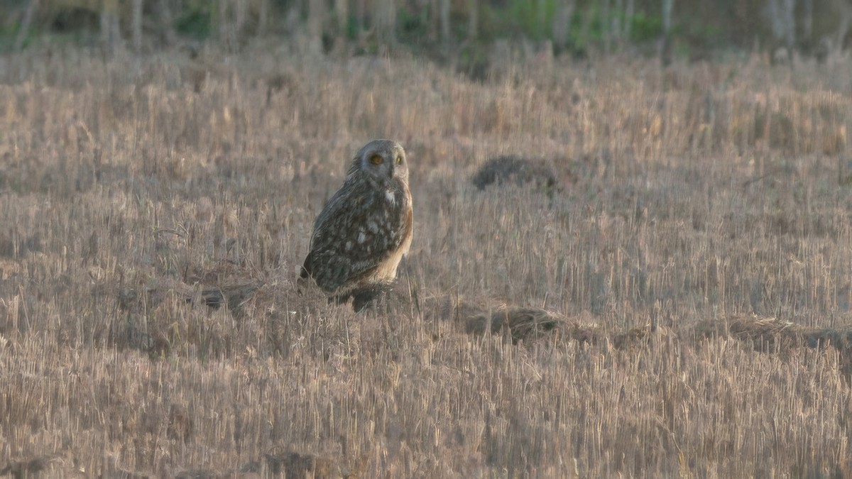 Short-eared Owl - ML615291381