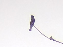 Square-tailed Drongo-Cuckoo - ML615291471
