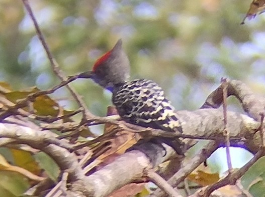 Gray-and-buff Woodpecker - ML615291512