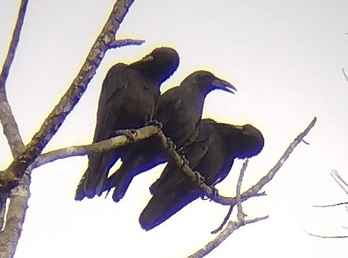 Slender-billed Crow - ML615291519
