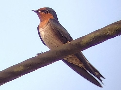 Pacific Swallow - ML615291523