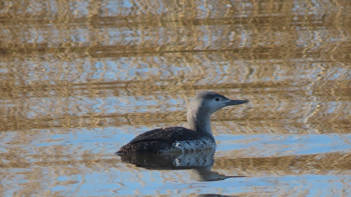 Red-throated Loon - ML615291634
