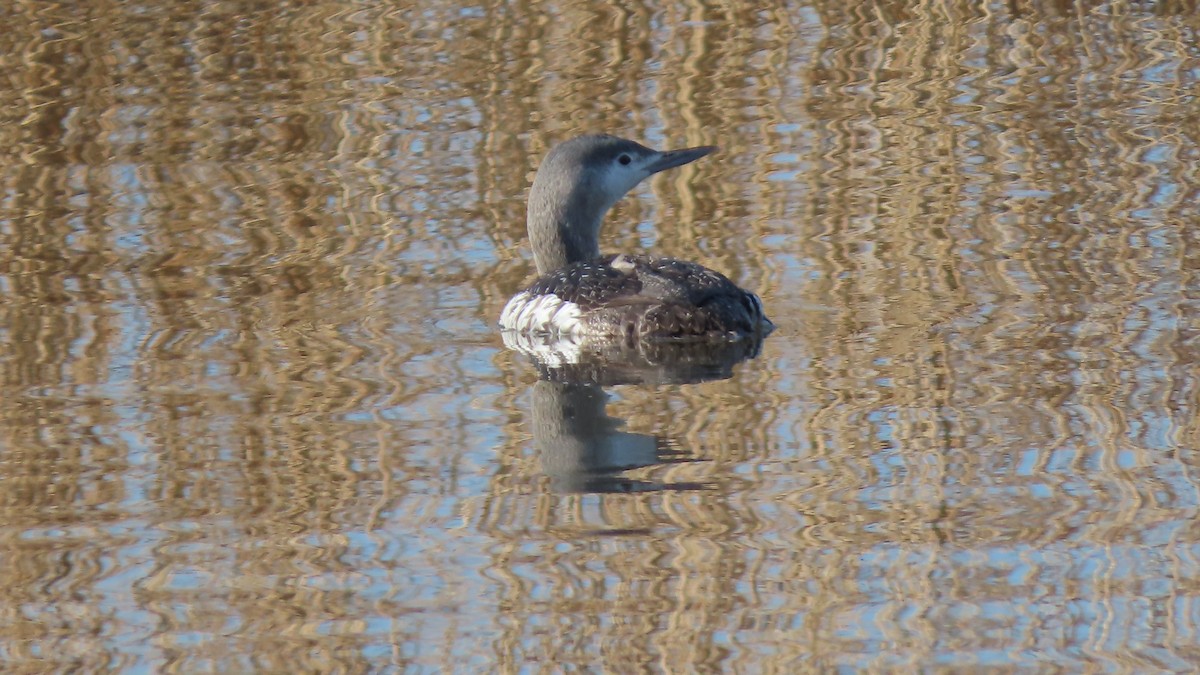 Red-throated Loon - ML615291636