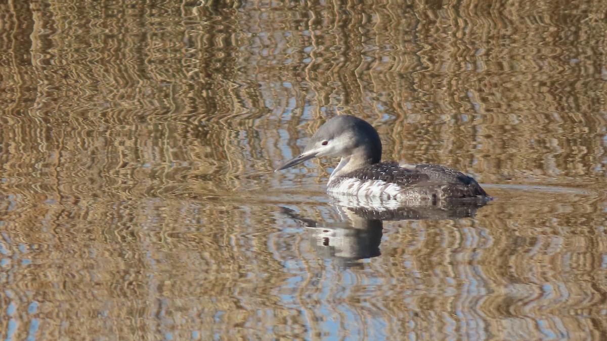 Red-throated Loon - ML615291637