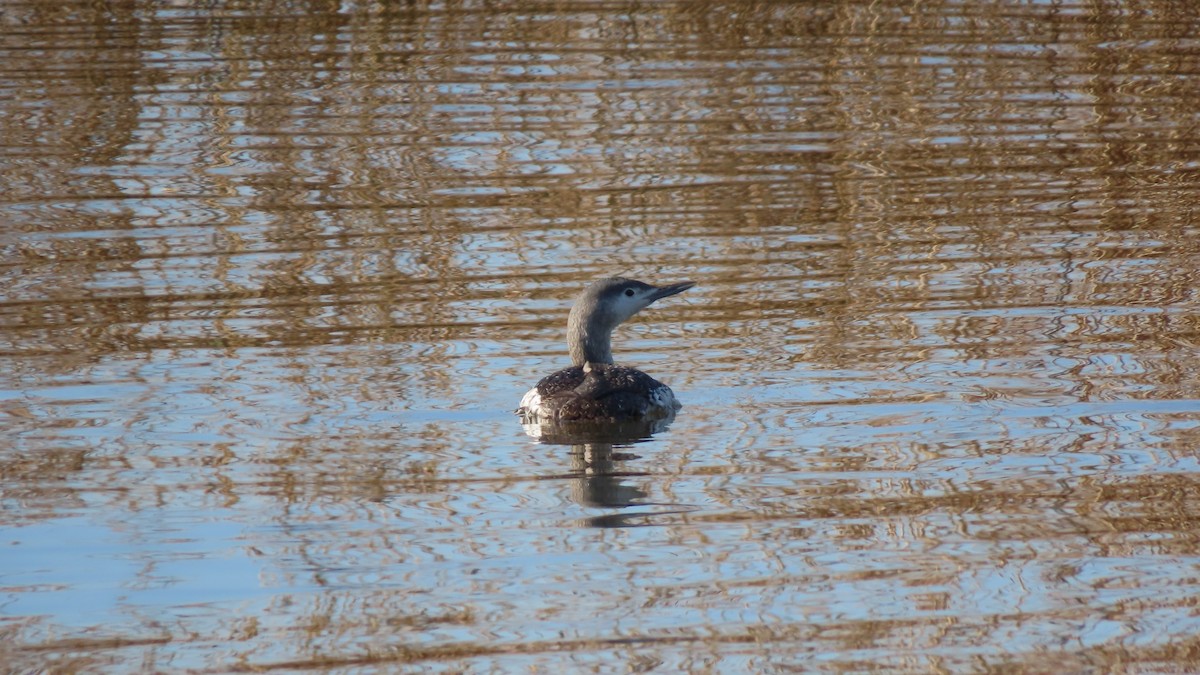 Red-throated Loon - ML615291638