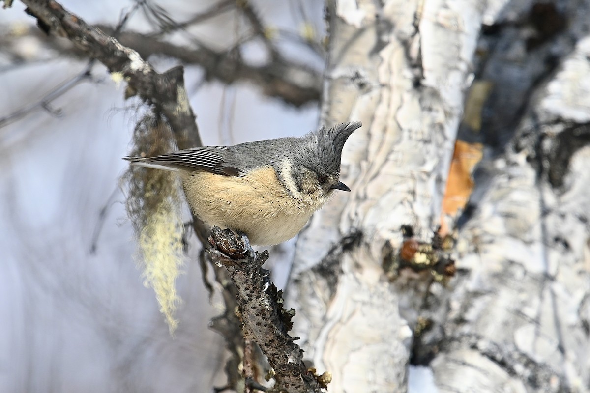 Gray-crested Tit - ML615291679