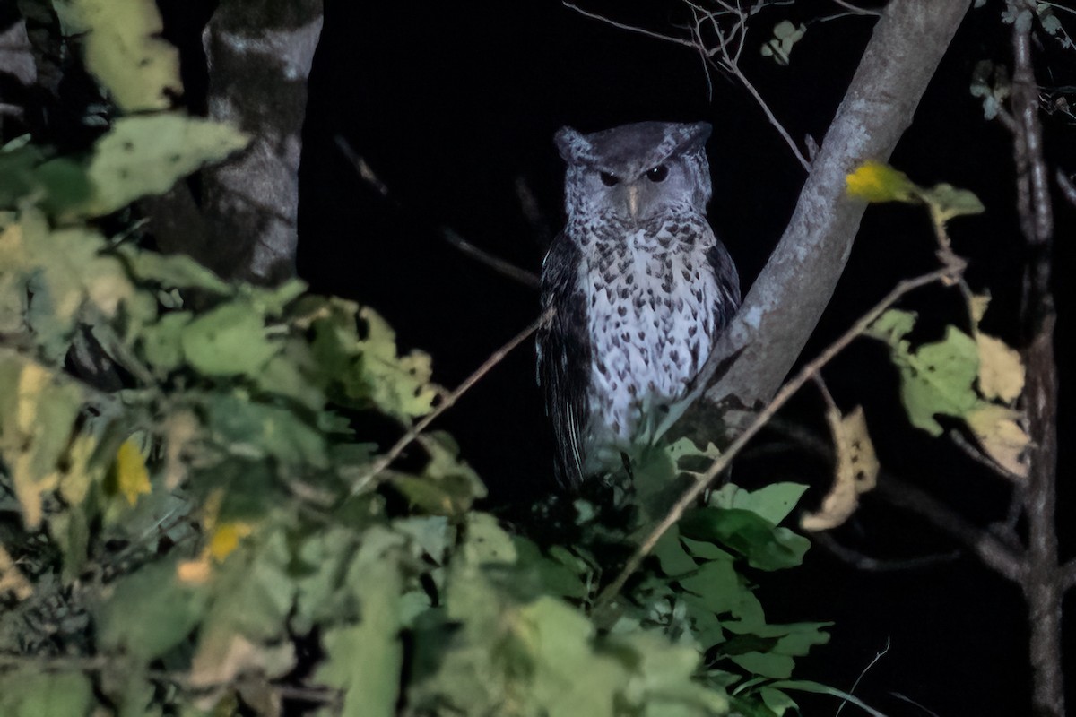 Spot-bellied Eagle-Owl - ML615291734