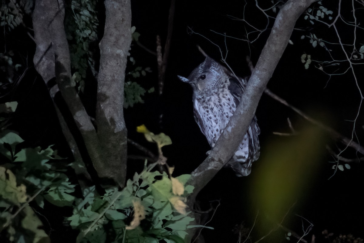 Spot-bellied Eagle-Owl - ML615291735