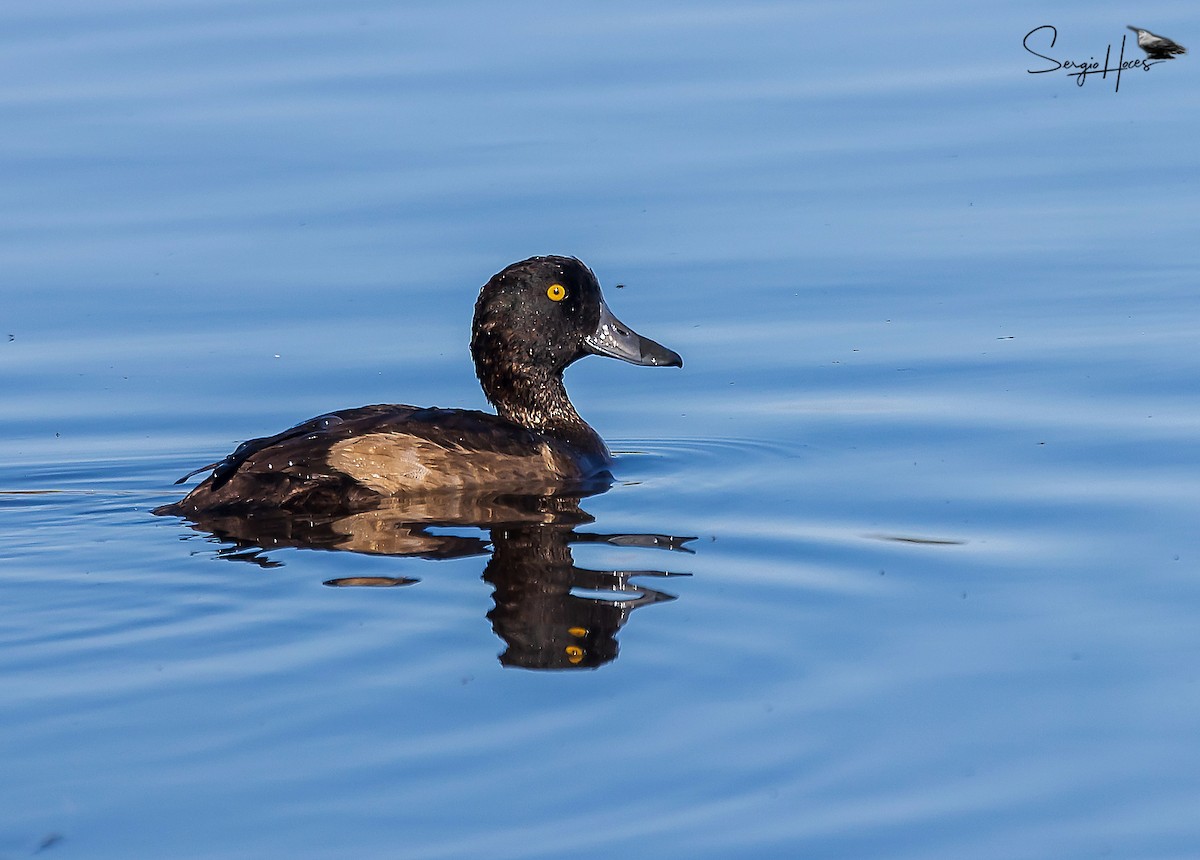 Tufted Duck - ML615291790