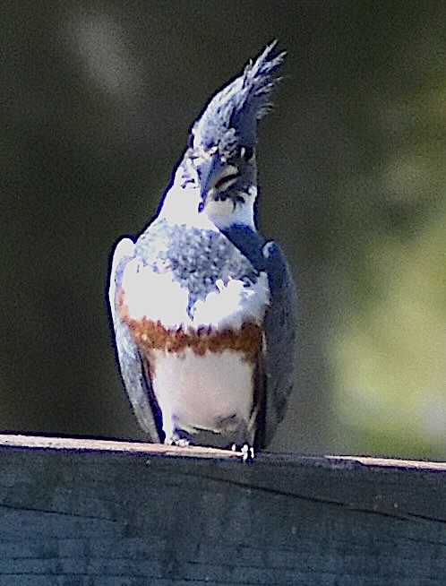 Belted Kingfisher - ML615291854