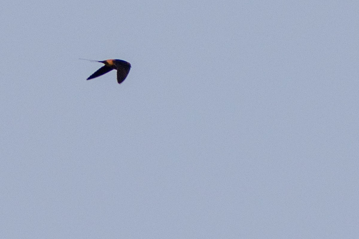 Lesser Striped Swallow - ML615291962