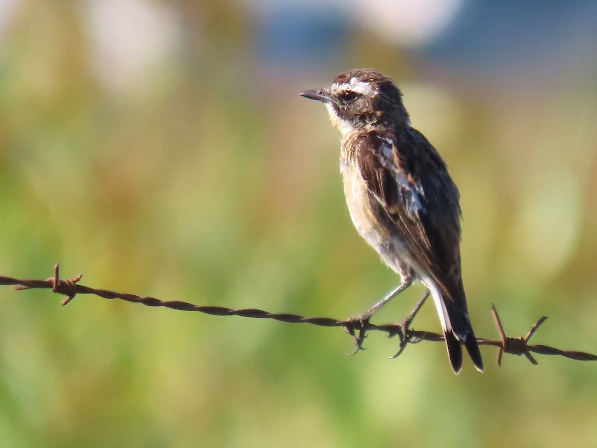 African Stonechat - ML615292123