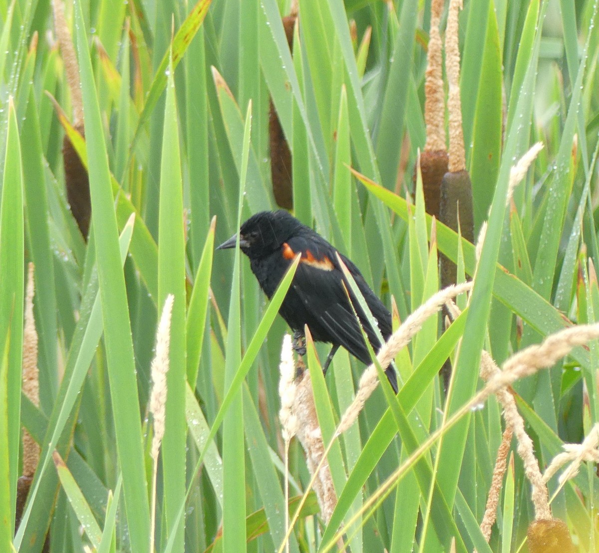 Red-winged Blackbird - Leslie Hurteau