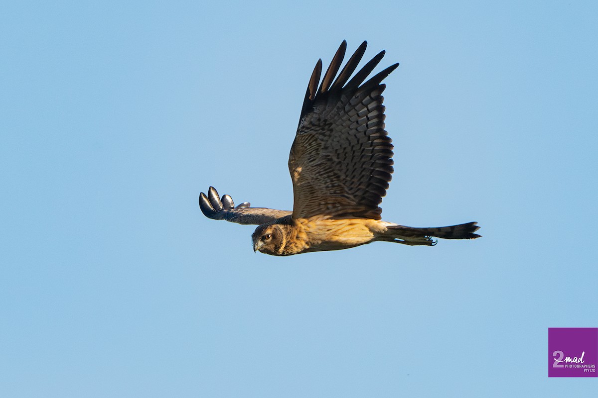 Spotted Harrier - ML615292293