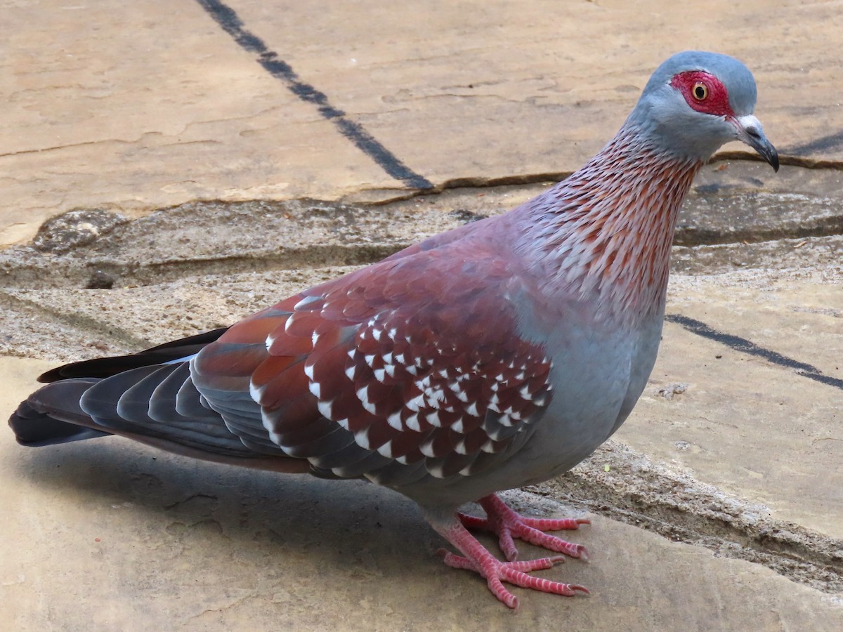 Speckled Pigeon - ML615292313