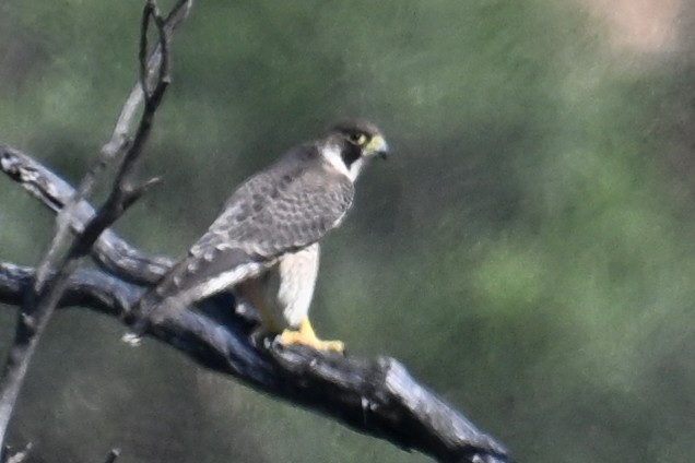 Peregrine Falcon - Ting-Wei (廷維) HUNG (洪)