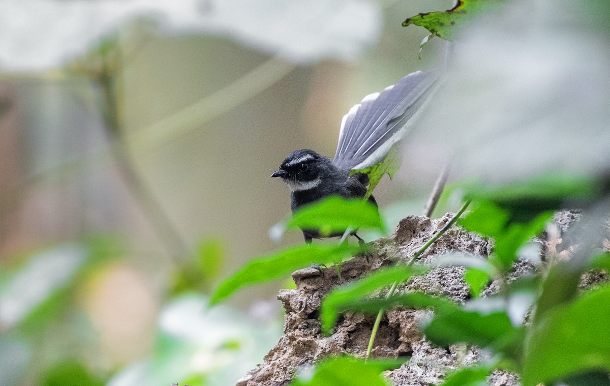 White-throated Fantail - ML615292427