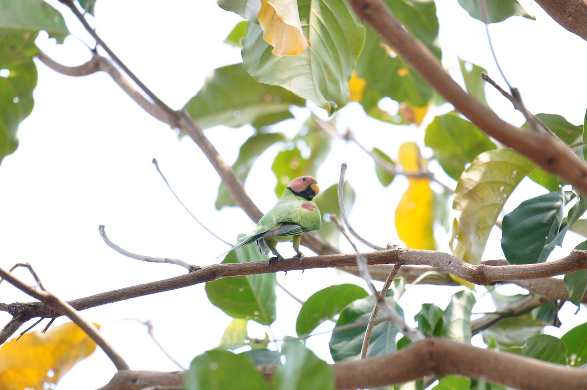 Blossom-headed Parakeet - ML615292528