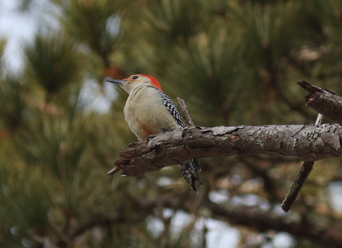 Red-bellied Woodpecker - ML615292646