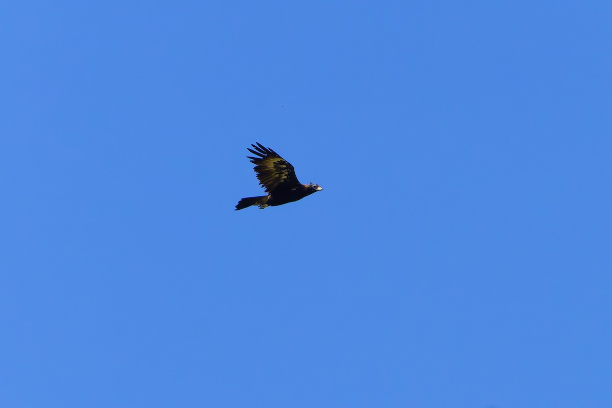 Wedge-tailed Eagle - ML615292810