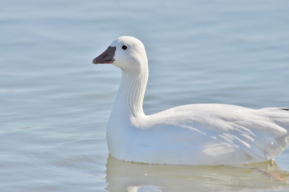 Snow x Ross's Goose (hybrid) - ML615292884