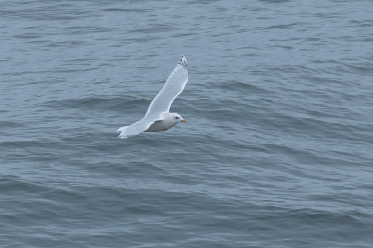 Iceland Gull (kumlieni) - ML615293016