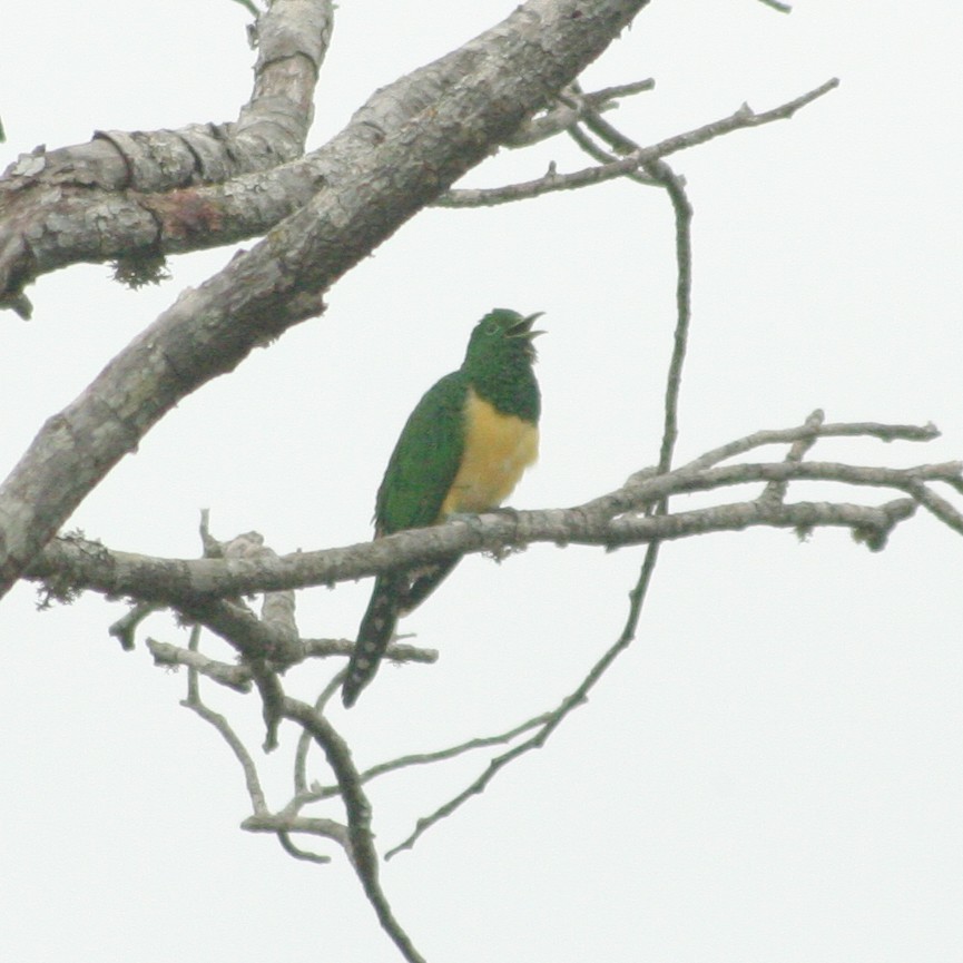 African Emerald Cuckoo (African) - ML615293155