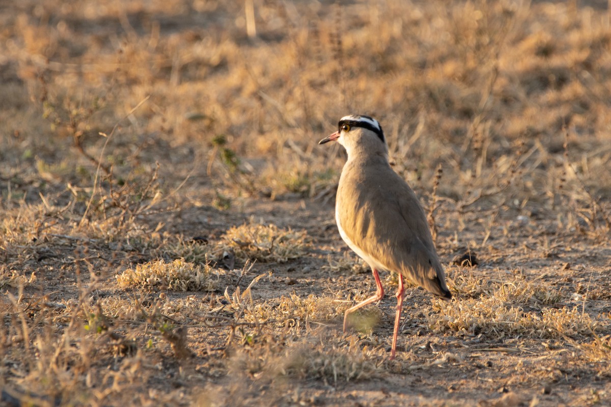 Crowned Lapwing - ML615293163
