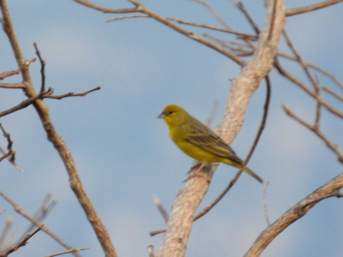 Grassland Yellow-Finch (Grassland) - bob butler